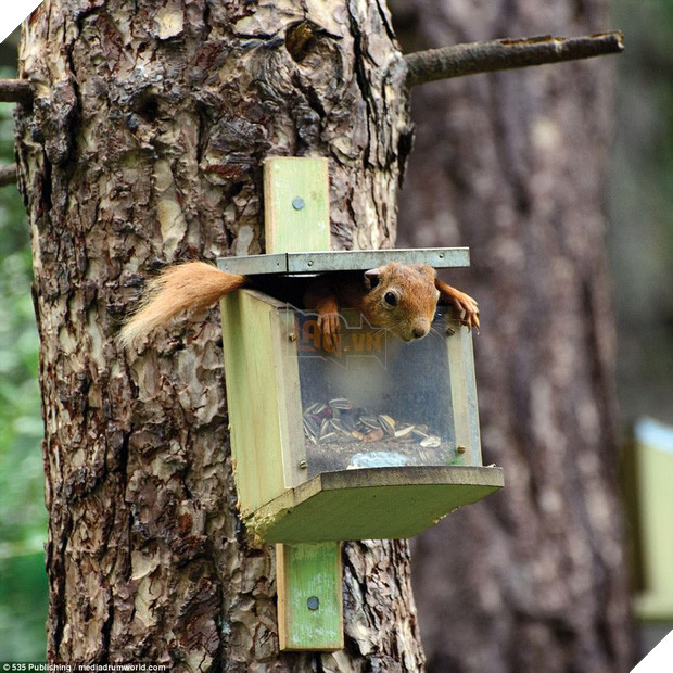Những khoảnh khắc làm trò hài hước của các danh hài động vật - Ảnh 7.
