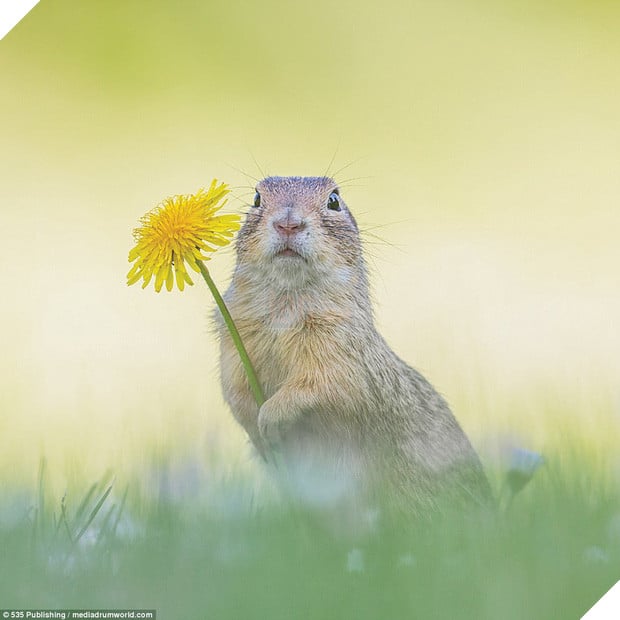 Những khoảnh khắc làm trò hài hước của các danh hài động vật - Ảnh 13.