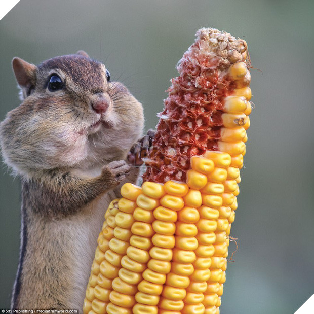 Những khoảnh khắc làm trò hài hước của các danh hài động vật - Ảnh 15.