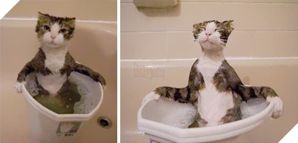 Mèo cưng giúp chủ kiểm tra nước ấm, kết quả nó vào phòng tắm mãi không thấy ra, anh bước vào và… không nhịn nổi cười 8