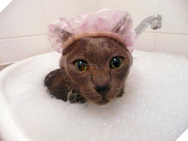 Mèo cưng giúp chủ kiểm tra nước ấm, kết quả nó vào phòng tắm mãi không thấy ra, anh bước vào và… không nhịn nổi cười 10