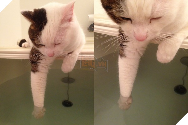 Mèo cưng giúp chủ kiểm tra nước ấm, kết quả nó vào phòng tắm mãi không thấy ra, anh bước vào và… không nhịn nổi cười 2