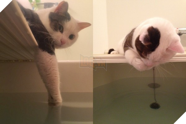 Mèo cưng giúp chủ kiểm tra nước ấm, kết quả nó vào phòng tắm mãi không thấy ra, anh bước vào và… không nhịn nổi cười