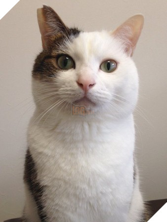 Mèo cưng giúp chủ kiểm tra nước ấm, kết quả nó vào phòng tắm mãi không thấy ra, anh bước vào và… không nhịn nổi cười 4