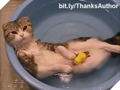 Mèo cưng giúp chủ kiểm tra nước ấm, kết quả nó vào phòng tắm mãi không thấy ra, anh bước vào và… không nhịn nổi cười 14