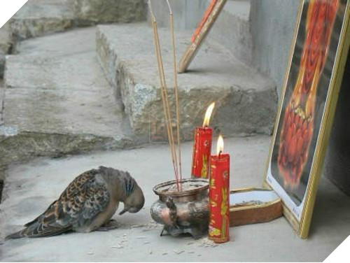 ‘Cúi đầu tạ ơn Ngài ạ!’, những con vật ‘có tín ngưỡng’ này khiến ai nhìn cũng cảm thấy bình yên và hạnh phúc 9