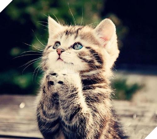 ‘Cúi đầu tạ ơn Ngài ạ!’, những con vật ‘có tín ngưỡng’ này khiến ai nhìn cũng cảm thấy bình yên và hạnh phúc