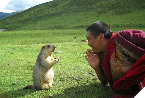 ‘Cúi đầu tạ ơn Ngài ạ!’, những con vật ‘có tín ngưỡng’ này khiến ai nhìn cũng cảm thấy bình yên và hạnh phúc 7