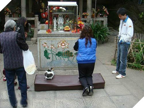 ‘Cúi đầu tạ ơn Ngài ạ!’, những con vật ‘có tín ngưỡng’ này khiến ai nhìn cũng cảm thấy bình yên và hạnh phúc 5