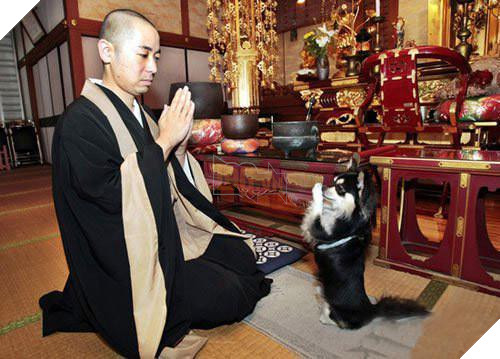 ‘Cúi đầu tạ ơn Ngài ạ!’, những con vật ‘có tín ngưỡng’ này khiến ai nhìn cũng cảm thấy bình yên và hạnh phúc 2