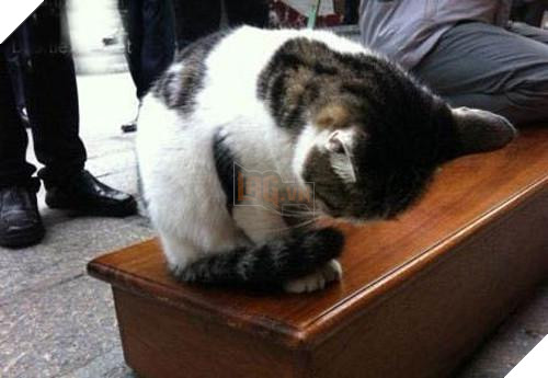 ‘Cúi đầu tạ ơn Ngài ạ!’, những con vật ‘có tín ngưỡng’ này khiến ai nhìn cũng cảm thấy bình yên và hạnh phúc 6