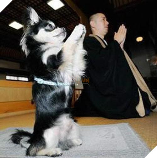 ‘Cúi đầu tạ ơn Ngài ạ!’, những con vật ‘có tín ngưỡng’ này khiến ai nhìn cũng cảm thấy bình yên và hạnh phúc 3