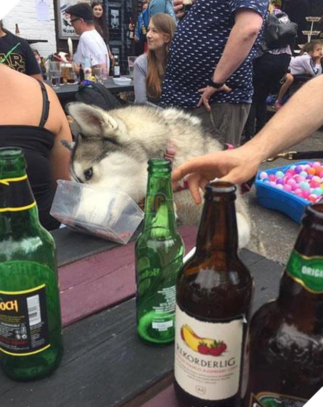 Husky uống trộm bia không ngờ bị chụp lại ảnh, phản ứng tiếp theo nằm ngoài dự kiến của chủ nhân 2