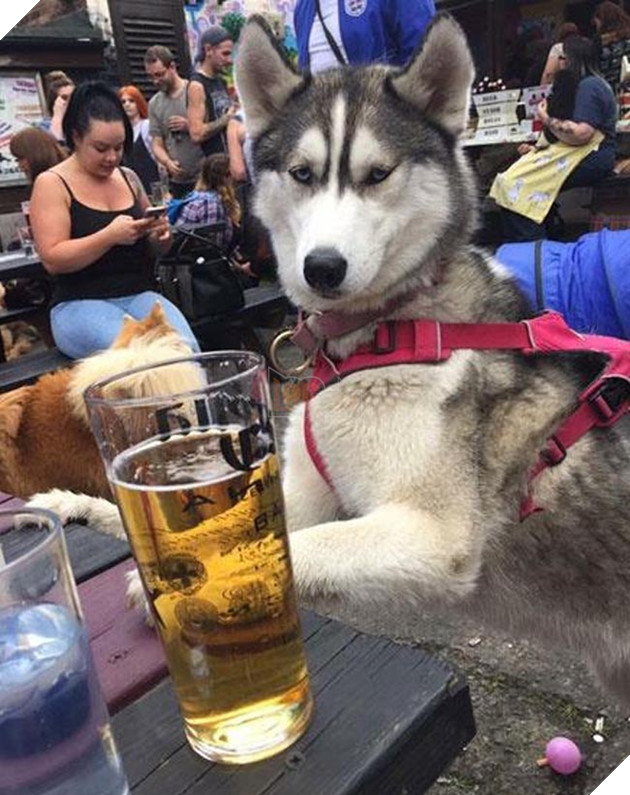 Husky uống trộm bia không ngờ bị chụp lại ảnh, phản ứng tiếp theo nằm ngoài dự kiến của chủ nhân 3