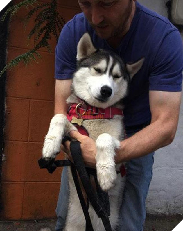 Husky uống trộm bia không ngờ bị chụp lại ảnh, phản ứng tiếp theo nằm ngoài dự kiến của chủ nhân 4