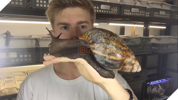 Anh chàng nuôi siêu ốc sên khổng lồ to bằng bàn tay làm thú cưng - Ảnh 5.