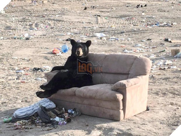 11 kiểu tạo dáng chụp ảnh tự sướng của các loài động vật - Ảnh 1.