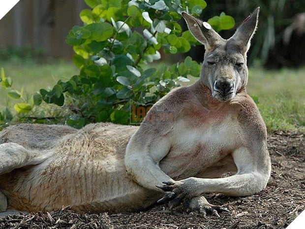 11 kiểu tạo dáng chụp ảnh tự sướng của các loài động vật - Ảnh 19.