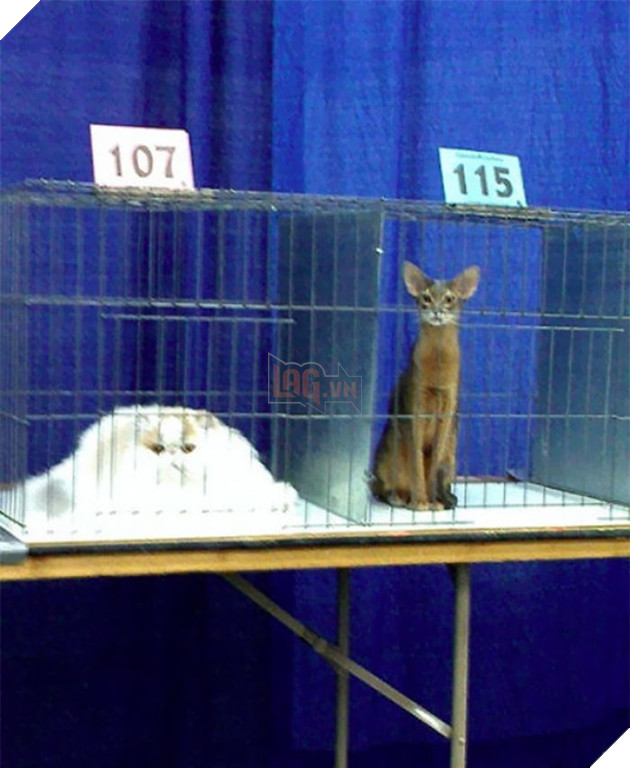 10+ bức ảnh chứng minh mèo có thể ‘biến hình’ thành bất cứ thứ gì, #14 nói lên tất cả 13