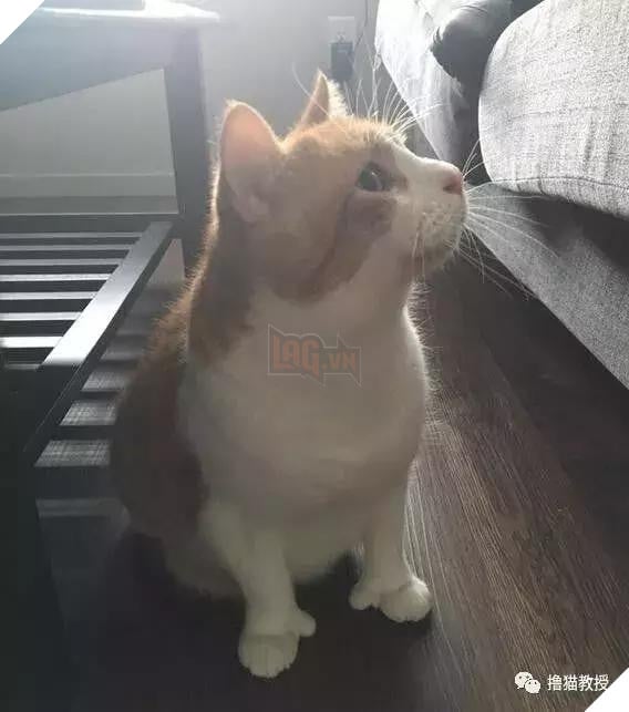 Xẻng phân kinh ngạc khi tìm thấy những con mèo ở nhà có một "ngón tay cái", Internet để tìm không chỉ nó! Net: "nó có thể cho bạn một lợi"