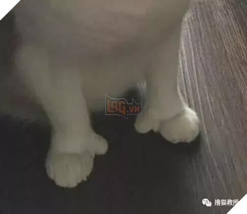 Xẻng phân kinh ngạc khi tìm thấy những con mèo ở nhà có một "ngón tay cái", Internet để tìm không chỉ nó! Net: "nó có thể cho bạn một lợi"