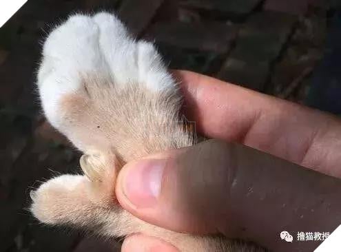Xẻng phân kinh ngạc khi tìm thấy những con mèo ở nhà có một "ngón tay cái", Internet để tìm không chỉ nó! Net: "nó có thể cho bạn một lợi"