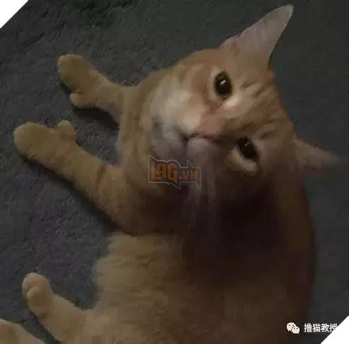 Xẻng phân kinh ngạc khi tìm thấy những con mèo ở nhà có một "ngón tay cái", Internet để tìm không chỉ nó! Net: "nó có thể cho bạn một lợi"