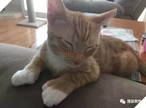 Xẻng phân kinh ngạc khi tìm thấy những con mèo ở nhà có một "ngón tay cái", Internet để tìm không chỉ nó! Net: "nó có thể cho bạn một lợi"