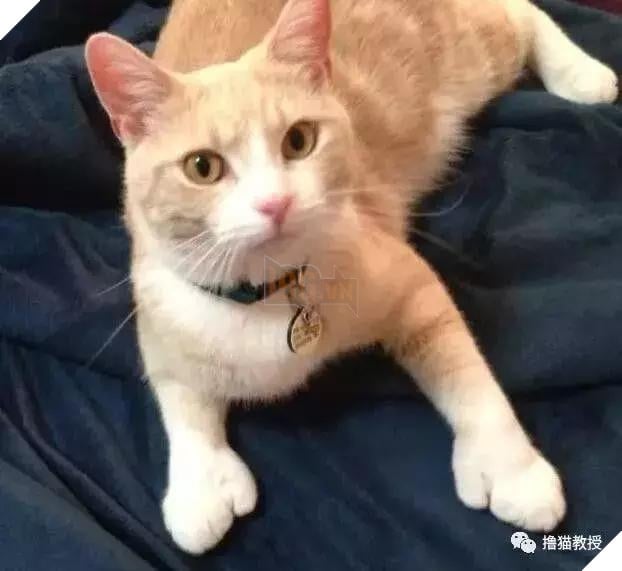 Xẻng phân kinh ngạc khi tìm thấy những con mèo ở nhà có một "ngón tay cái", Internet để tìm không chỉ nó! Net: "nó có thể cho bạn một lợi"