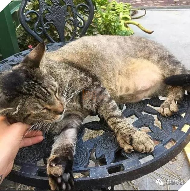 Xẻng phân kinh ngạc khi tìm thấy những con mèo ở nhà có một "ngón tay cái", Internet để tìm không chỉ nó! Net: "nó có thể cho bạn một lợi"