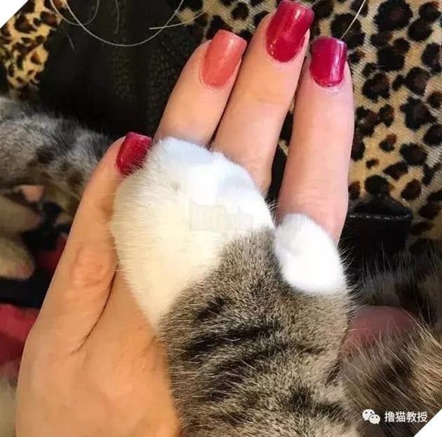 Xẻng phân kinh ngạc khi tìm thấy những con mèo ở nhà có một "ngón tay cái", Internet để tìm không chỉ nó! Net: "nó có thể cho bạn một lợi"