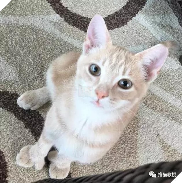 Xẻng phân kinh ngạc khi tìm thấy những con mèo ở nhà có một "ngón tay cái", Internet để tìm không chỉ nó! Net: "nó có thể cho bạn một lợi"