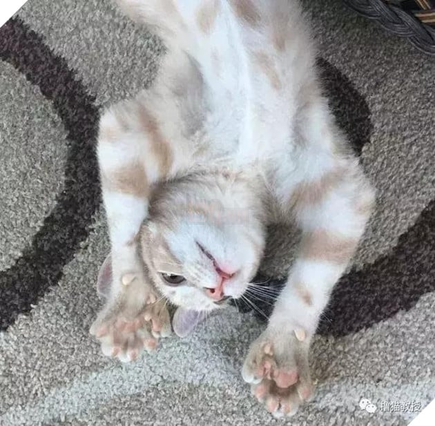 Xẻng phân kinh ngạc khi tìm thấy những con mèo ở nhà có một "ngón tay cái", Internet để tìm không chỉ nó! Net: "nó có thể cho bạn một lợi"