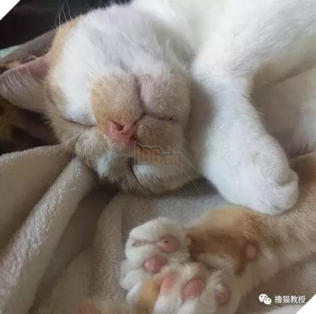 Xẻng phân kinh ngạc khi tìm thấy những con mèo ở nhà có một "ngón tay cái", Internet để tìm không chỉ nó! Net: "nó có thể cho bạn một lợi"