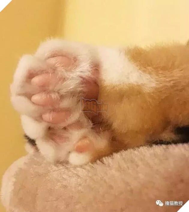Xẻng phân kinh ngạc khi tìm thấy những con mèo ở nhà có một "ngón tay cái", Internet để tìm không chỉ nó! Net: "nó có thể cho bạn một lợi"