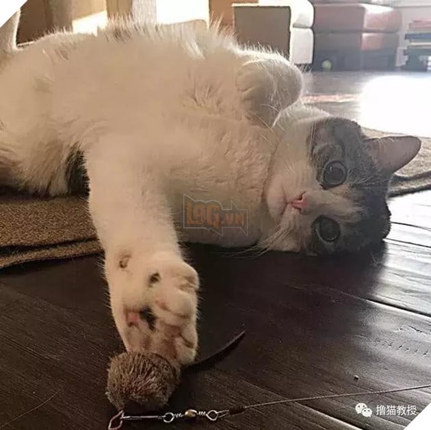 Xẻng phân kinh ngạc khi tìm thấy những con mèo ở nhà có một "ngón tay cái", Internet để tìm không chỉ nó! Net: "nó có thể cho bạn một lợi"