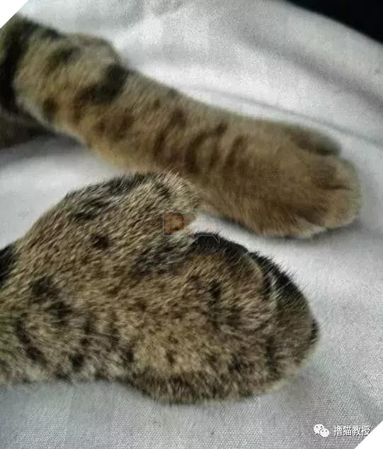 Xẻng phân kinh ngạc khi tìm thấy những con mèo ở nhà có một "ngón tay cái", Internet để tìm không chỉ nó! Net: "nó có thể cho bạn một lợi"