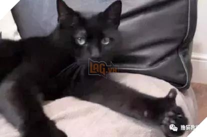 Xẻng phân kinh ngạc khi tìm thấy những con mèo ở nhà có một "ngón tay cái", Internet để tìm không chỉ nó! Net: "nó có thể cho bạn một lợi"