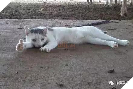 Xẻng phân kinh ngạc khi tìm thấy những con mèo ở nhà có một "ngón tay cái", Internet để tìm không chỉ nó! Net: "nó có thể cho bạn một lợi"