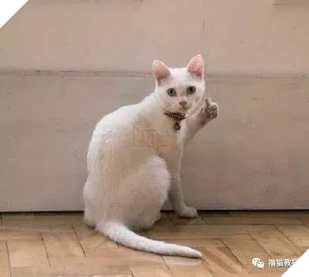 Xẻng phân kinh ngạc khi tìm thấy những con mèo ở nhà có một "ngón tay cái", Internet để tìm không chỉ nó! Net: "nó có thể cho bạn một lợi"