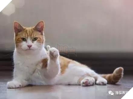 Xẻng phân kinh ngạc khi tìm thấy những con mèo ở nhà có một "ngón tay cái", Internet để tìm không chỉ nó! Net: "nó có thể cho bạn một lợi"