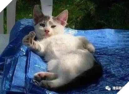 Xẻng phân kinh ngạc khi tìm thấy những con mèo ở nhà có một "ngón tay cái", Internet để tìm không chỉ nó! Net: "nó có thể cho bạn một lợi"