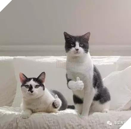 Xẻng phân kinh ngạc khi tìm thấy những con mèo ở nhà có một "ngón tay cái", Internet để tìm không chỉ nó! Net: "nó có thể cho bạn một lợi"