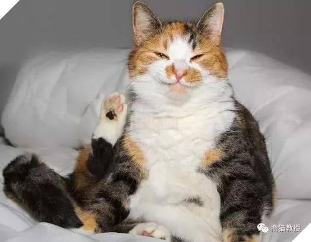 Xẻng phân kinh ngạc khi tìm thấy những con mèo ở nhà có một "ngón tay cái", Internet để tìm không chỉ nó! Net: "nó có thể cho bạn một lợi"