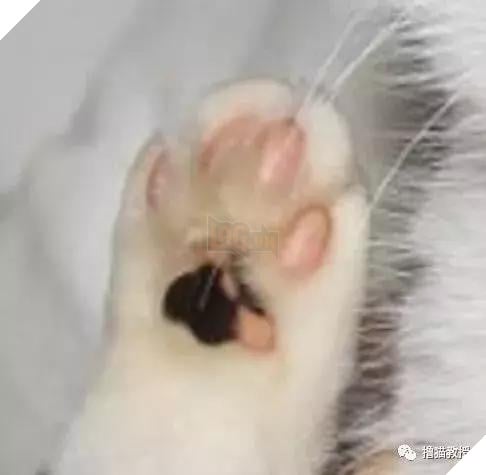 Xẻng phân kinh ngạc khi tìm thấy những con mèo ở nhà có một "ngón tay cái", Internet để tìm không chỉ nó! Net: "nó có thể cho bạn một lợi"