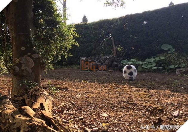 10+ bức ảnh chứng minh mèo có thể ‘biến hình’ thành bất cứ thứ gì, #14 nói lên tất cả 2