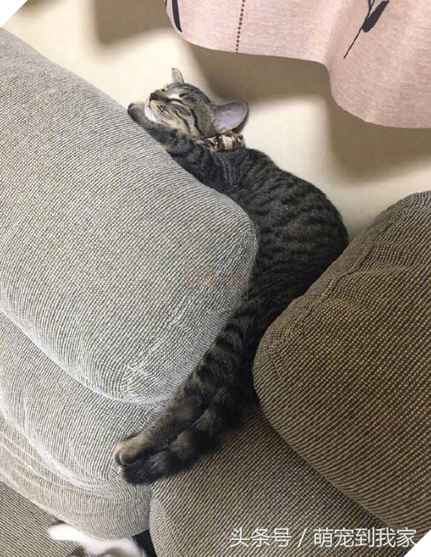 10+ bức ảnh chứng minh mèo có thể ‘biến hình’ thành bất cứ thứ gì, #14 nói lên tất cả 4