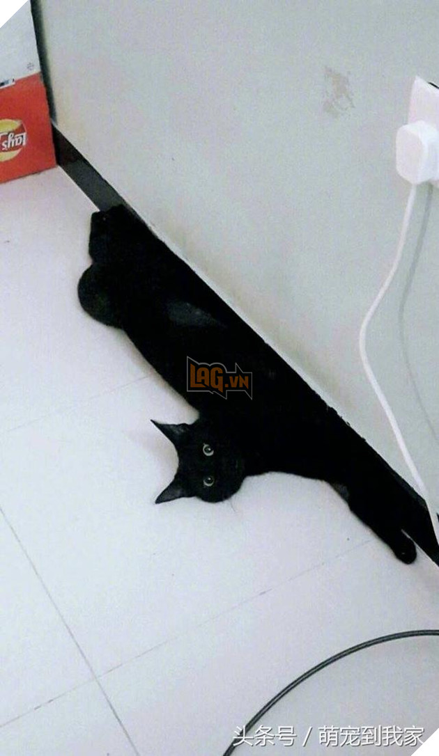 10+ bức ảnh chứng minh mèo có thể ‘biến hình’ thành bất cứ thứ gì, #14 nói lên tất cả 3