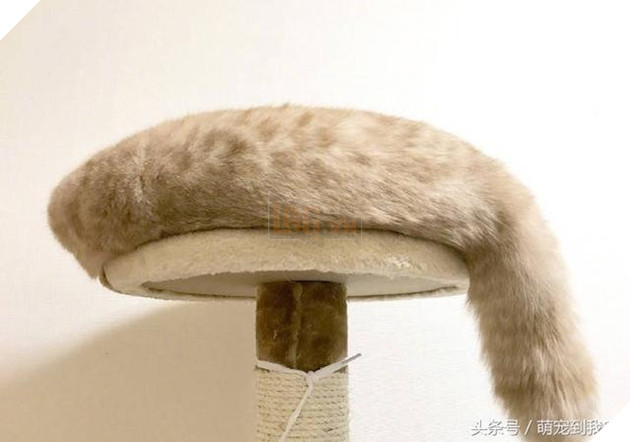 10+ bức ảnh chứng minh mèo có thể ‘biến hình’ thành bất cứ thứ gì, #14 nói lên tất cả