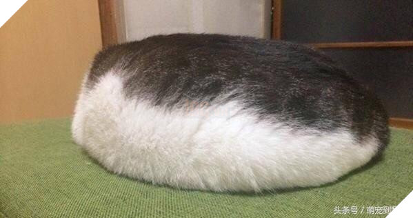 10+ bức ảnh chứng minh mèo có thể ‘biến hình’ thành bất cứ thứ gì, #14 nói lên tất cả 5